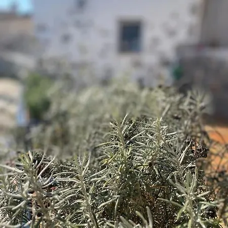 Yaka Taş Ev - Datça Palamutbükü'ne çok Yakın özel Taş Ev Yaka (Mugla)